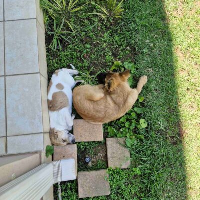 robynwrites robyn thekiso