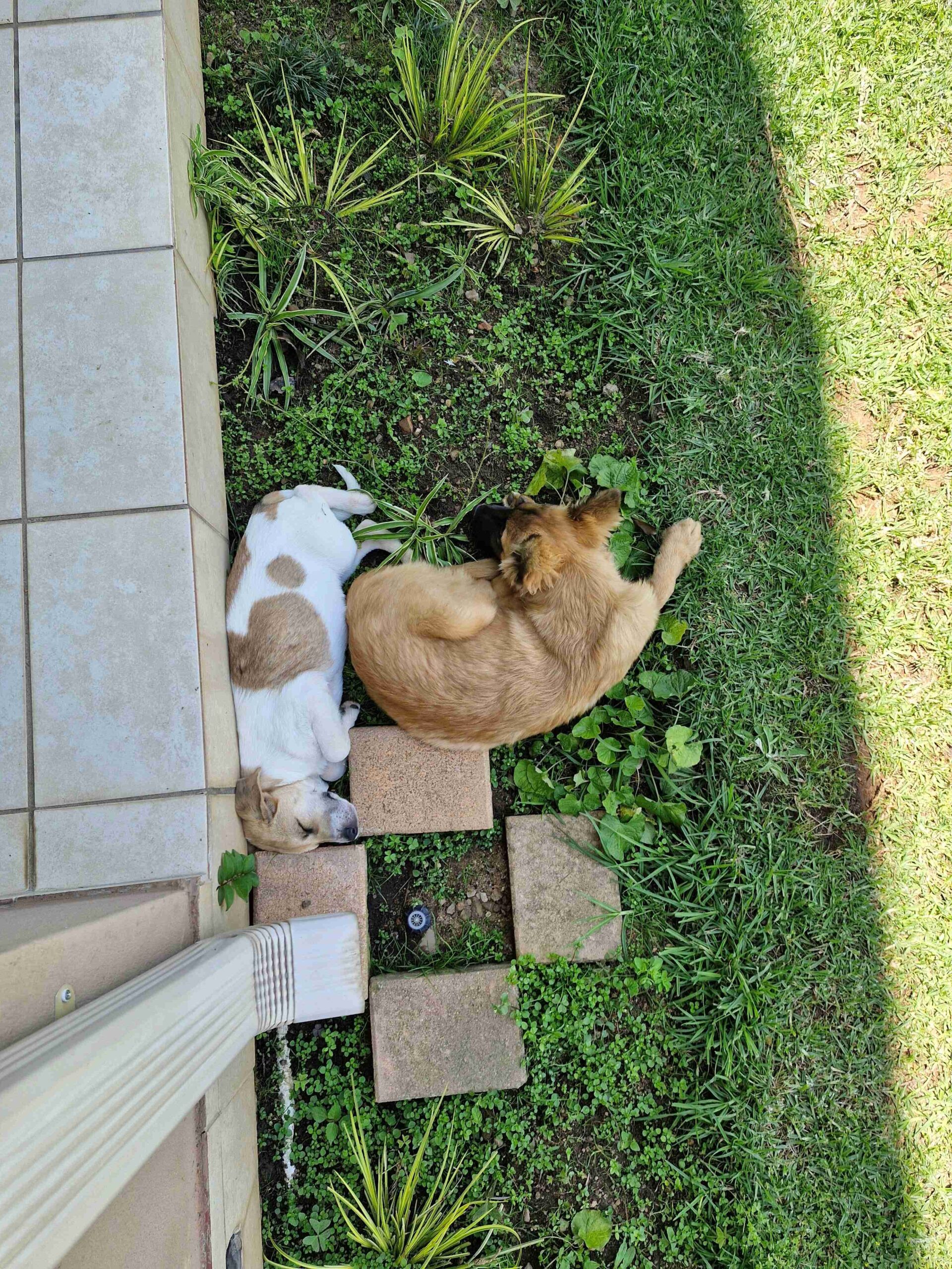 robynwrites robyn thekiso