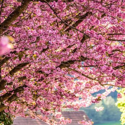 robynwrites true harmony