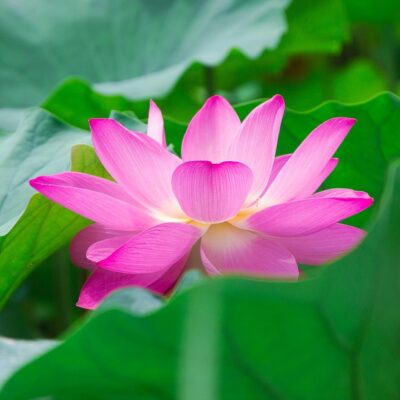 true harmony robynwrites